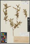 Foto von Salix alba L.